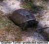 Turtle1.jpg (136484 bytes)