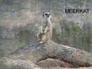 meerkat1.jpg (245676 bytes)