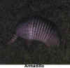 Armadillo1.jpg (63089 bytes)