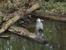 Blueheron.jpg (87076 bytes)