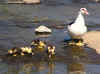 Ducks7 (Small).jpg (67605 bytes)