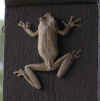 Frog3 (Small).jpg (31873 bytes)
