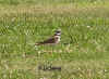 Kildeer6 (Small).jpg (72534 bytes)