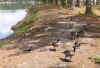 geese1 (Small).jpg (86559 bytes)