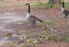 geese3 (Small).jpg (86265 bytes)