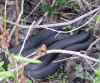 snake1.jpg (97759 bytes)